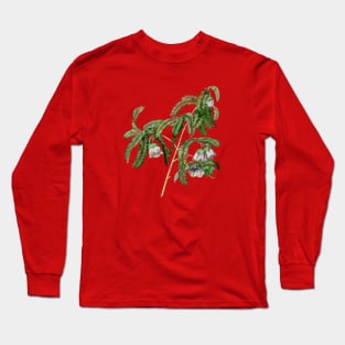 Vintage Spaendoncea Tamarandifolia Botanical Illustration Long Sleeve T-Shirt